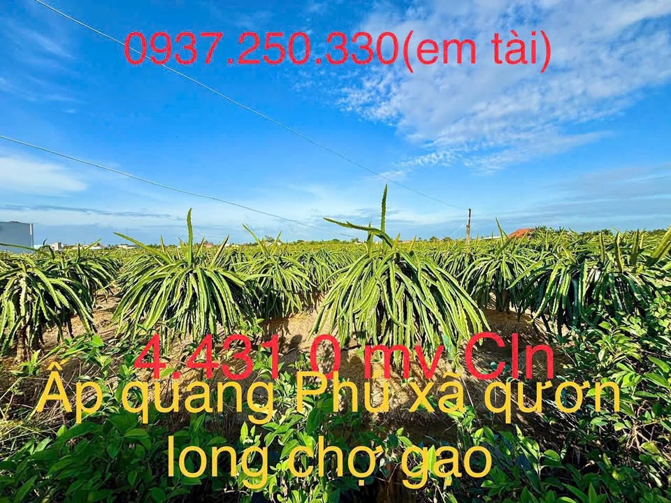 Bán Gấp Đất Vườn 4431m² Tiền Giang - Sẵn Sàng Thu Hoạch Thanh Long