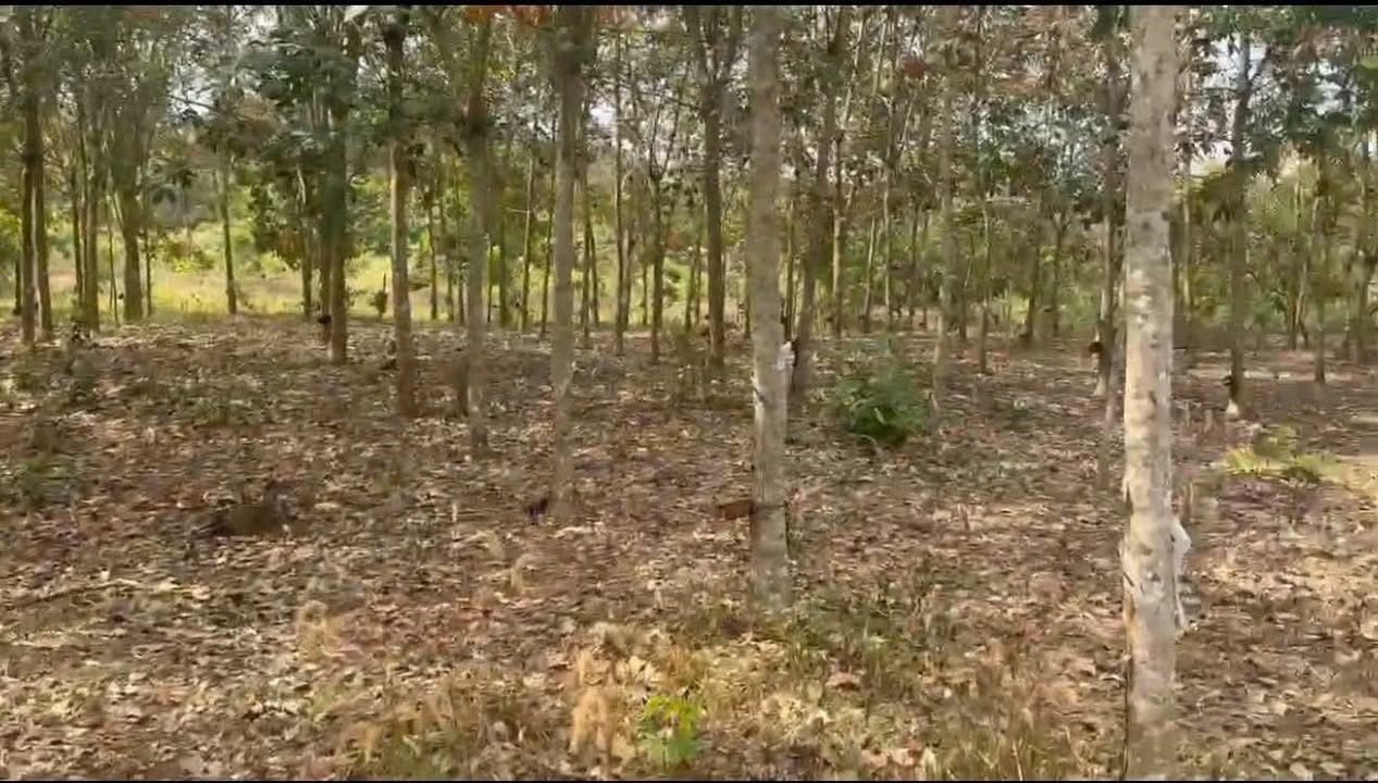 Bán Gấp 3 Sào Cao Su Phường An Lộc, Bình Long - Giá Chỉ 5xx Triệu