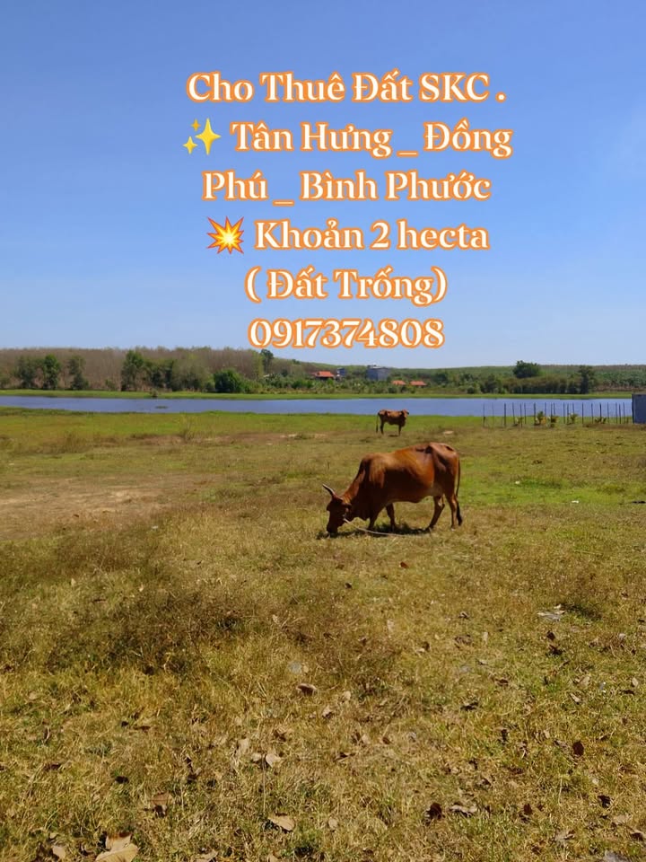 Đất cho thuê Tân Hưng, Đồng Phú 20.000m² - Xây dựng tự do!