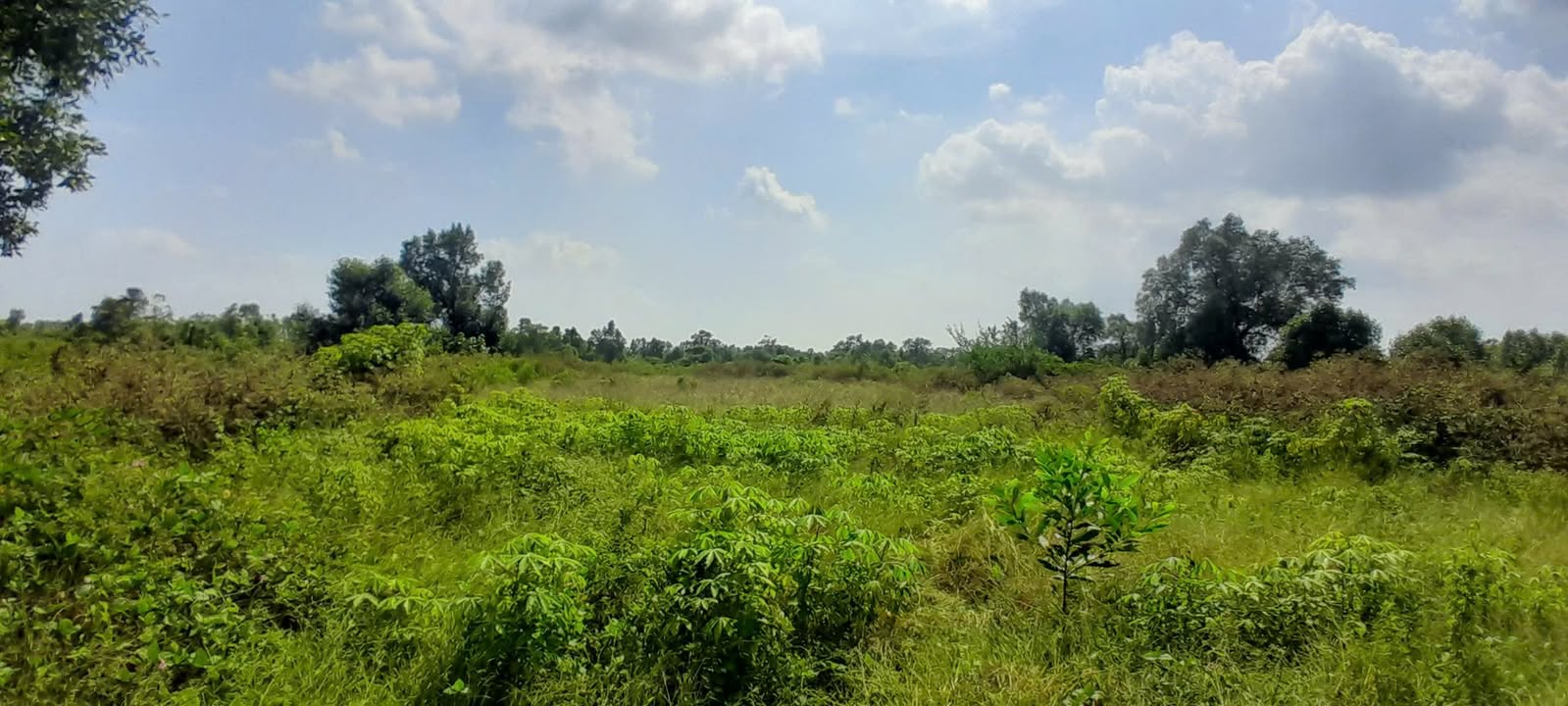 Đất nền Cà Mau 338.5m² - Xây dựng tự do, sổ đỏ sẵn sàng!