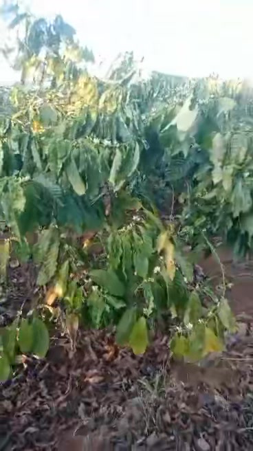 Đất vườn Ia Kha Gia Lai 2412m² giá 1.33 tỷ - Đầu tư dài hạn