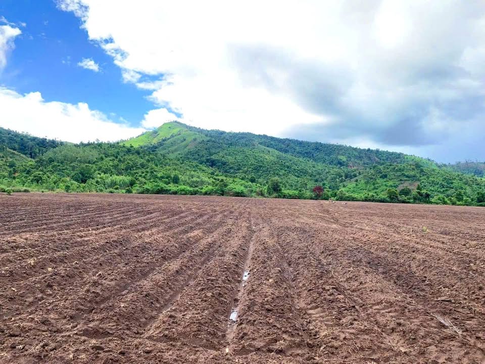 Đất rẫy Biển Hồ, Pleiku 1.4ha - Tiềm năng tăng giá vượt trội!