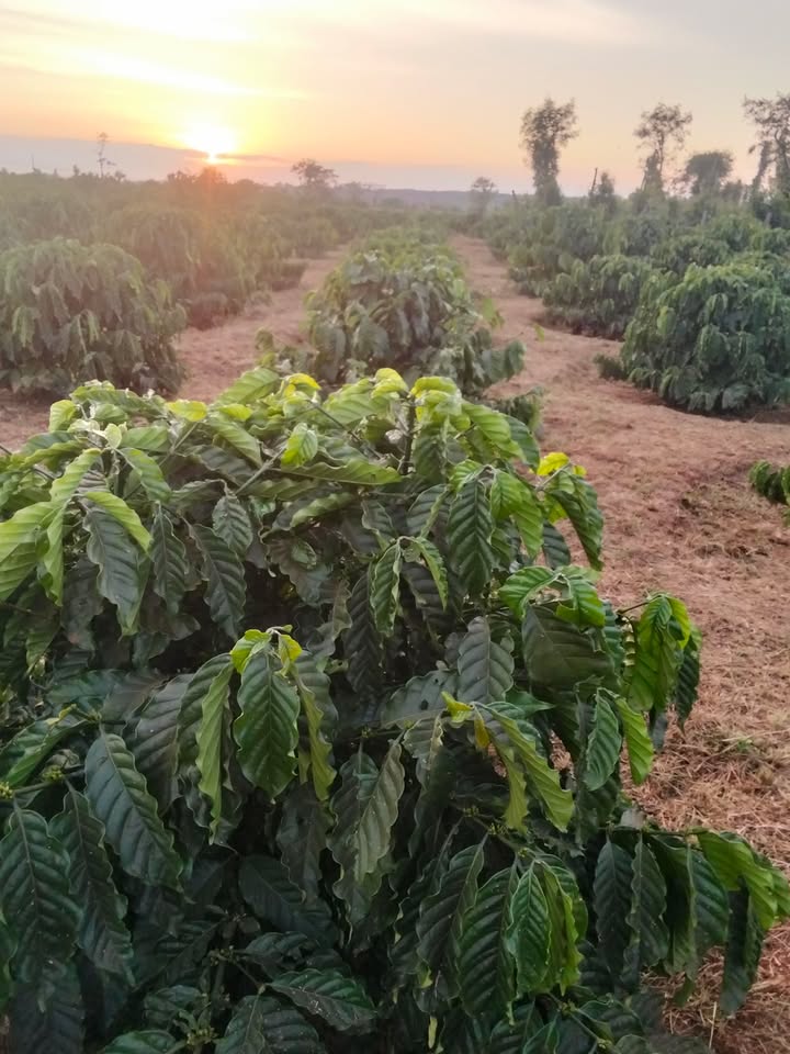 Đất rẫy Chư Sê 2520m² giá 2.25 tỷ - Pháp lý rõ ràng