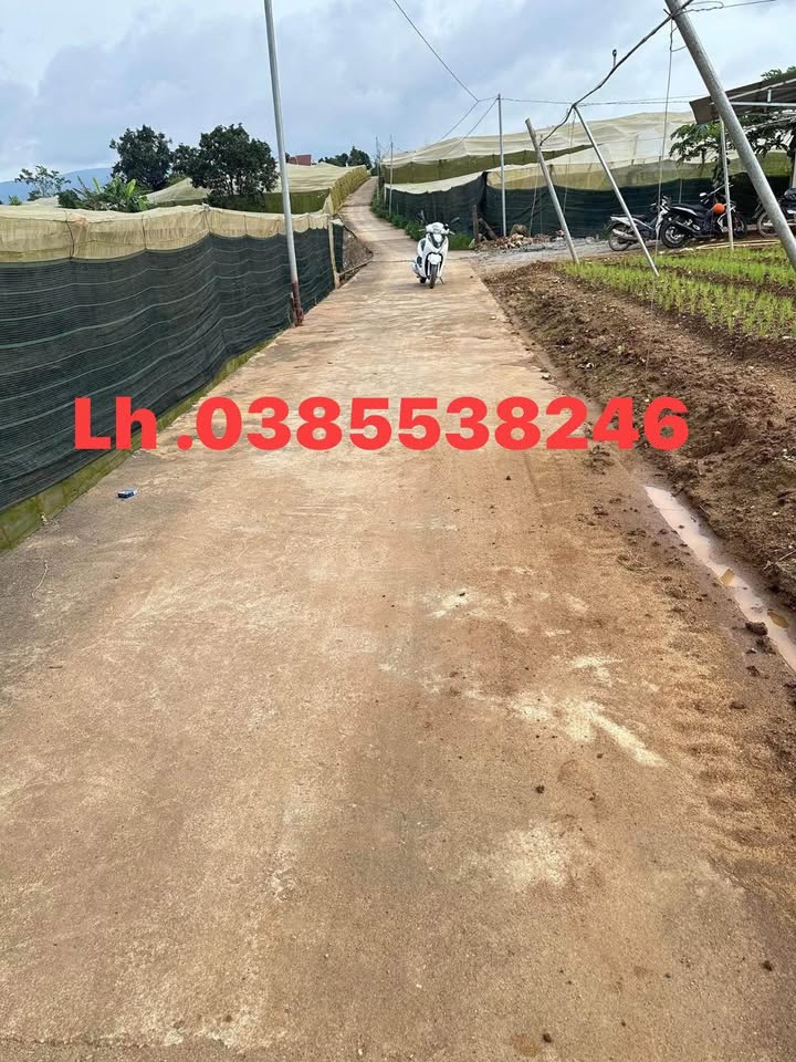 Bán đất vườn Ka Đô, Đơn Dương 5000m² giá 4.9 tỷ - Nghỉ dưỡng lý tưởng!