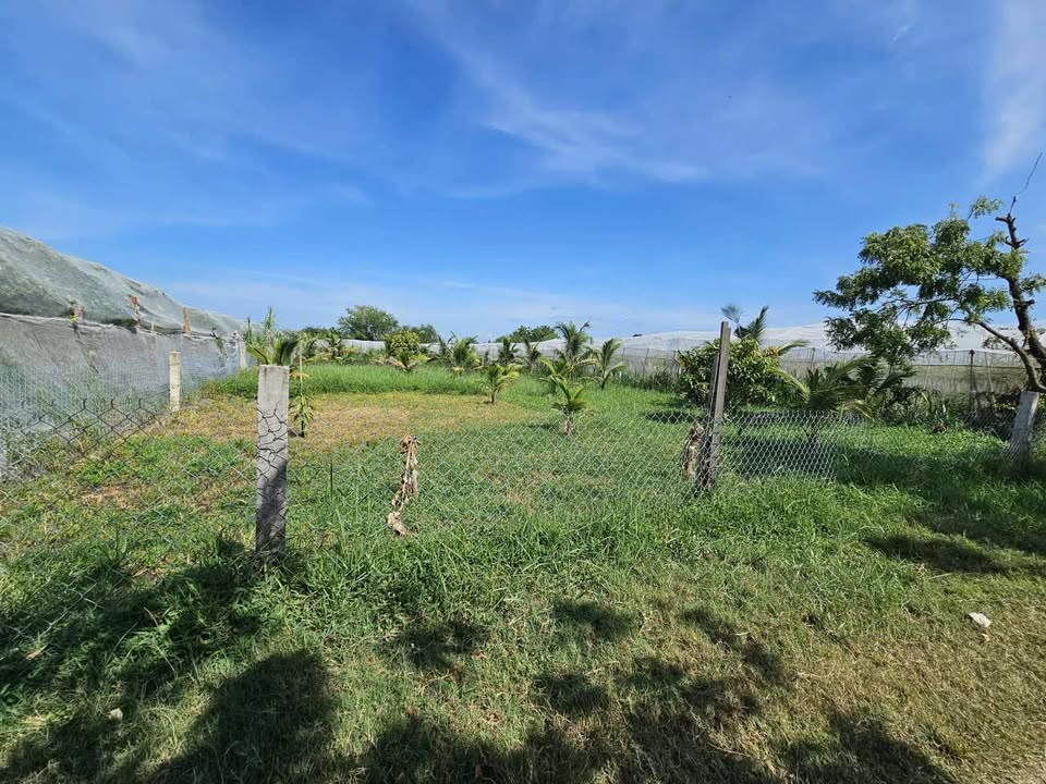 Đất Ninh Phước 560m² giá 590 triệu - Sổ đỏ chính chủ!