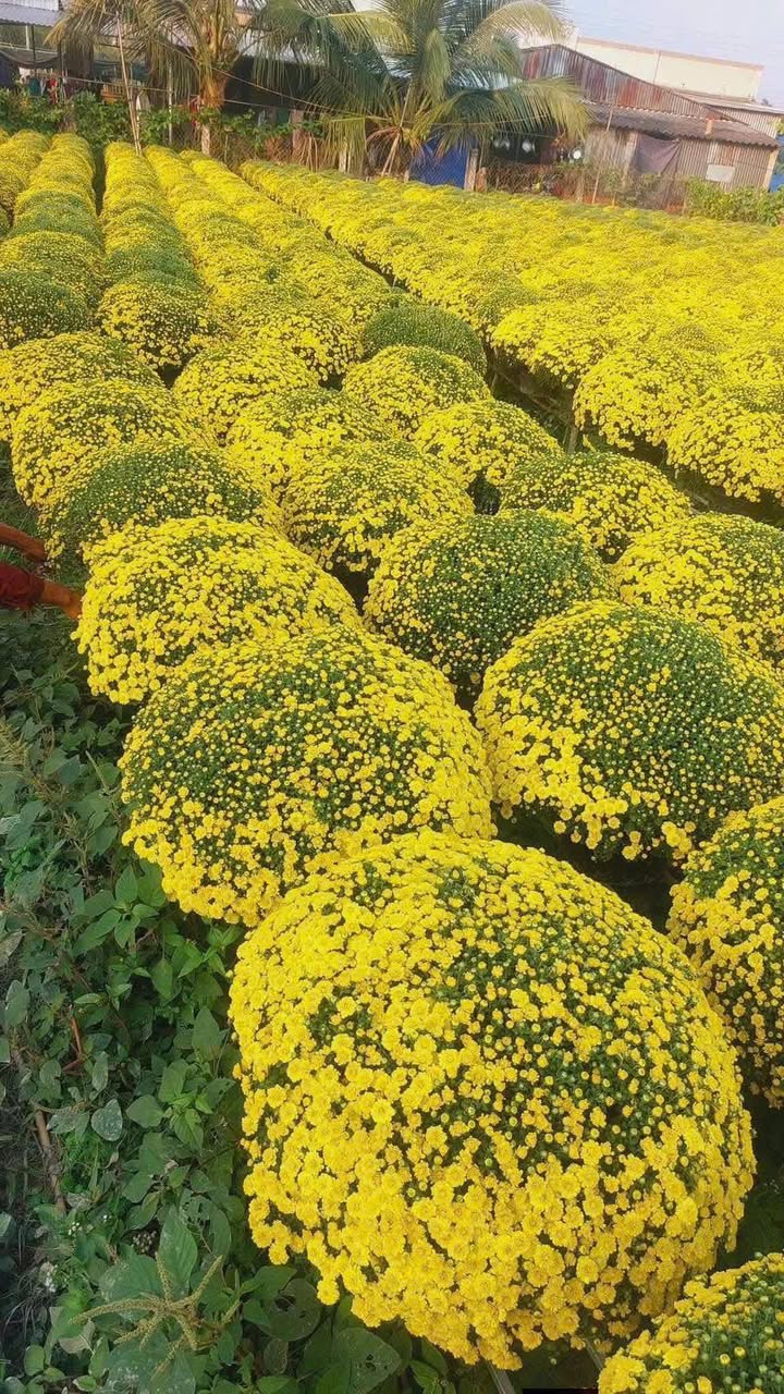 Cho thuê nhà mặt tiền Phạm Hùng, Nhà Bè - 40m², 2PN, Xe hơi tới nhà