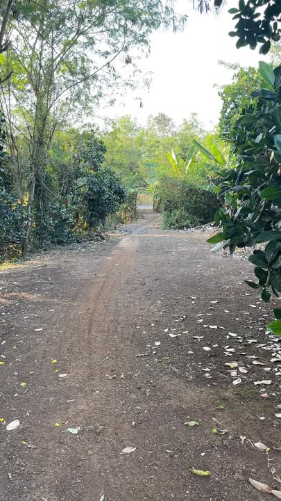 Đất Vườn Suối Nho 1.1ha Định Quán - Nghỉ dưỡng lý tưởng, view suối!