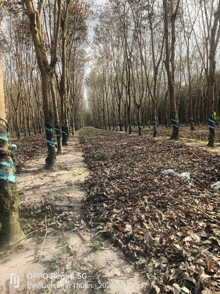 Bán 4ha Cao Su Đức Tài, Bình Thuận - Sổ Đỏ, Gần Làng Điện