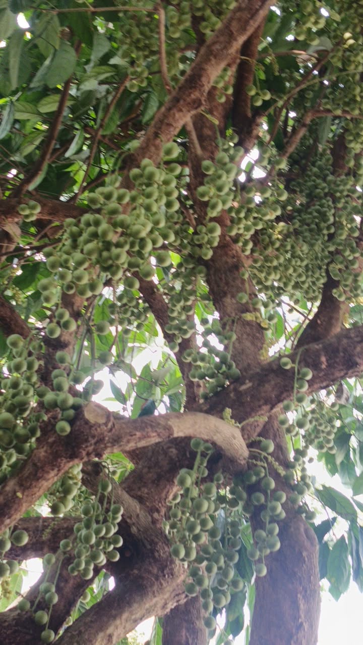 Đất thổ cư H. Gò Dầu, Tây Ninh 180m² - Giá 370 triệu TL