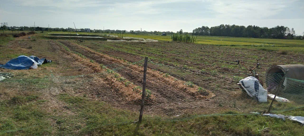 Bán Đất Vườn 5316m² Mặt Tiền Đường Bê Tông, Vĩnh Long - Giá Đầu Tư 957 Tỷ