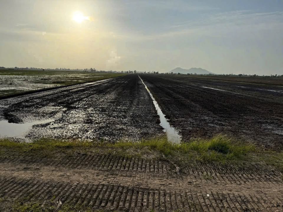 Đất Lúa 10.000m² Thoại Sơn, An Giang - Giá Đầu Tư 140 Triệu/Công