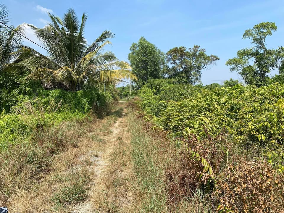 Đất Vườn An Tây Bến Cát 1000m² - Tiềm năng đầu tư dài hạn!