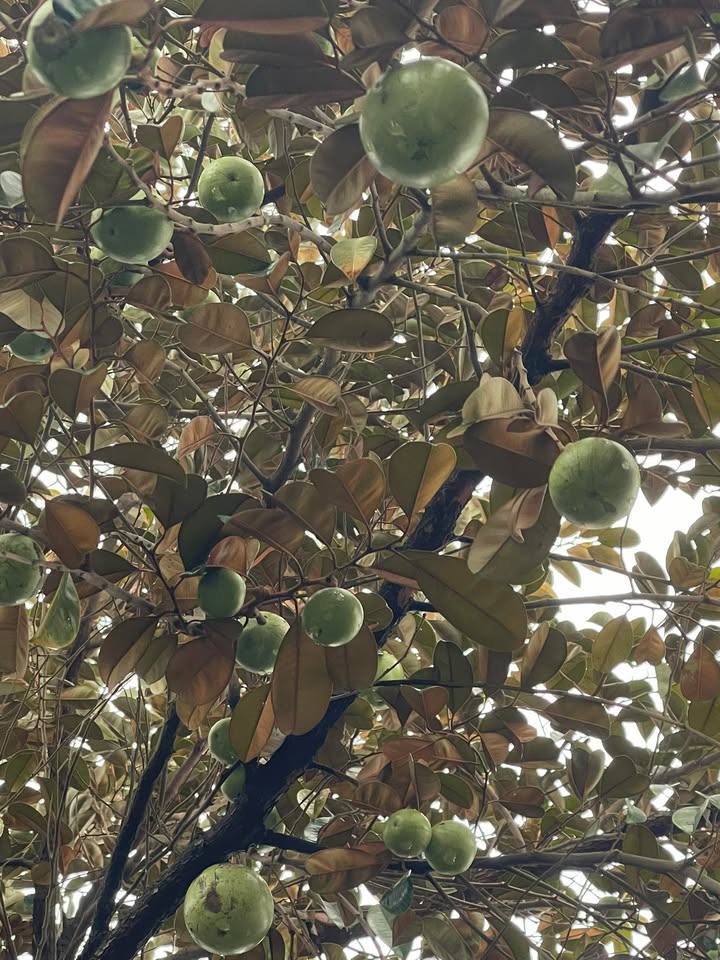 Đất nền Thị trấn Nam Phước 275m² - Tiềm năng tăng giá vượt trội!