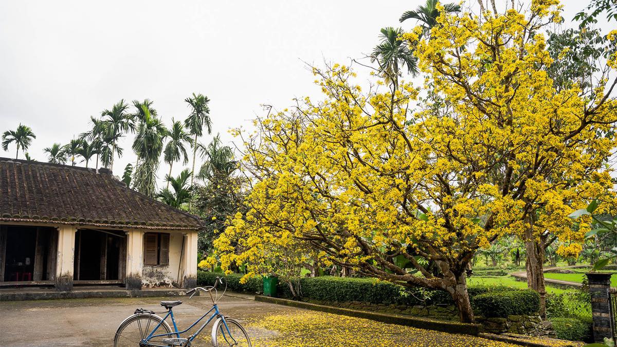 Nhà Phố Cổ Hội An - 85m² 3 Tầng Kinh Doanh Hấp Dẫn