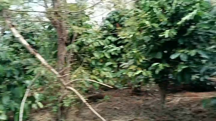 Đất Nền Tuy Đức, Đăk Nông 10.000m² - Giá 1.4 Tỷ, Sổ Đỏ Chính Chủ