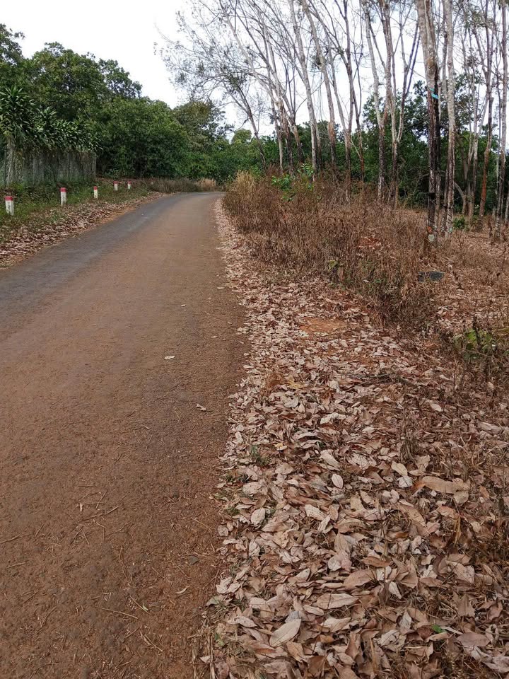 Bán Đất Vườn 4000m² Xã Đoàn Kết, Bình Phước - Giá 1 Tỷ