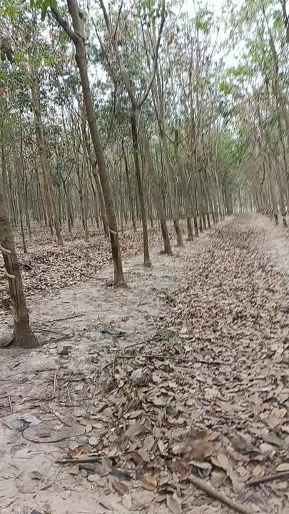 Đất Nền Tân Châu, Tây Ninh 20000m² - Sổ đỏ chính chủ, giá 2.5 tỷ!