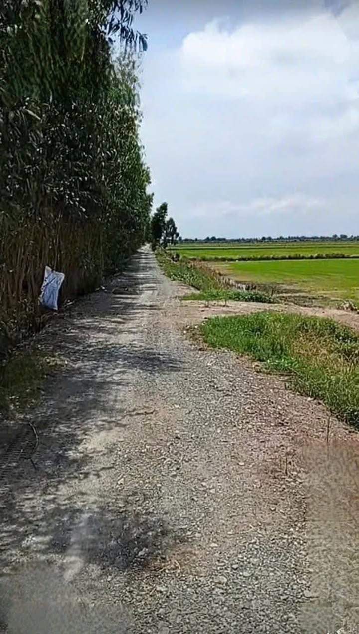 Đất Lúa Thủ Thừa Long An 13.543m² - Sổ Đỏ Chính Chủ Giá Tốt!