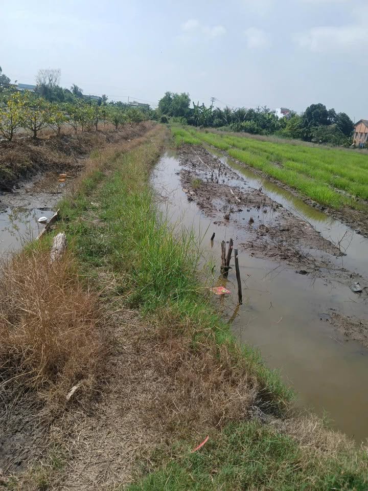 Đất nền Mỹ Lạc 2600m² Long An - Tiềm năng tăng giá vượt trội!