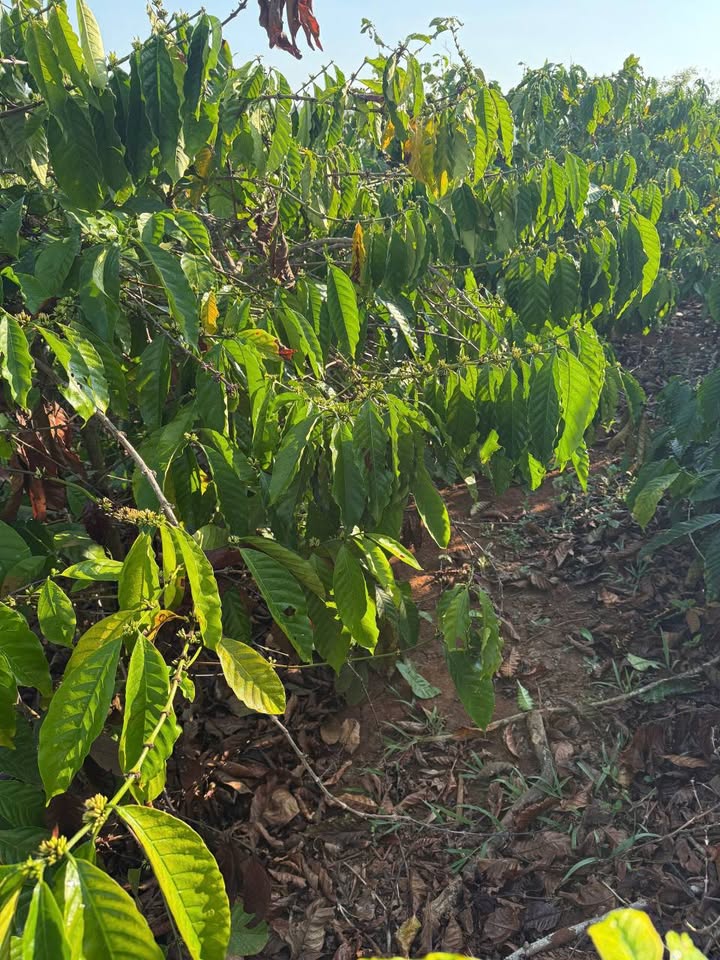 Đất vườn Thôn 2, Chư Păh 10.800m² - Sổ đỏ chính chủ!