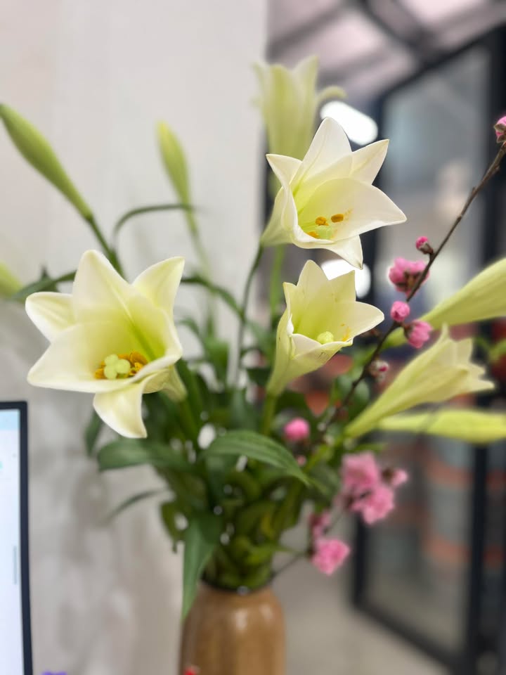 Đất Nền Tam Đảo 100m² Sổ Đỏ Full Thổ Cư - Đầu Tư Sinh Lời