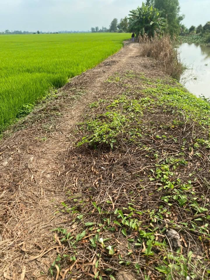 Bán 10.000m² Đất Lúa Mặt Tiền Rộng 80m Xã Vĩnh Hanh, An Giang - Giá Tốt