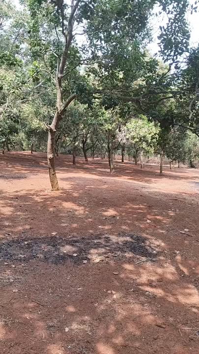 Đất nền Thôn 1 Đức Liễu 1.1ha - Tiềm năng tăng giá vượt trội!