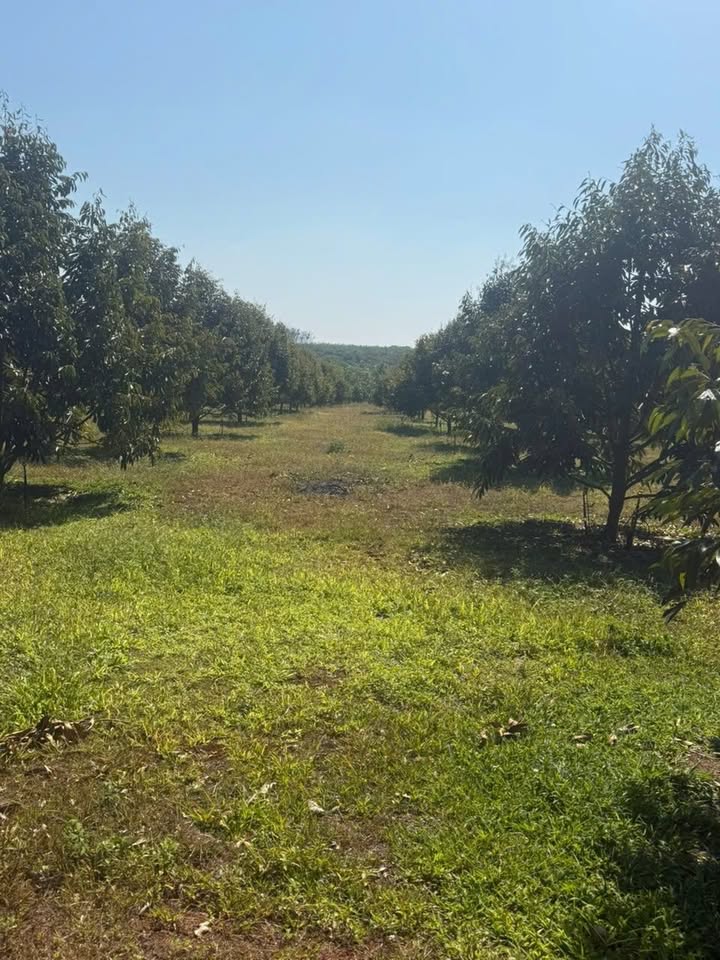 Đất Vườn Nghĩa Trung 5ha giá 11 tỷ - Nghỉ dưỡng lý tưởng!
