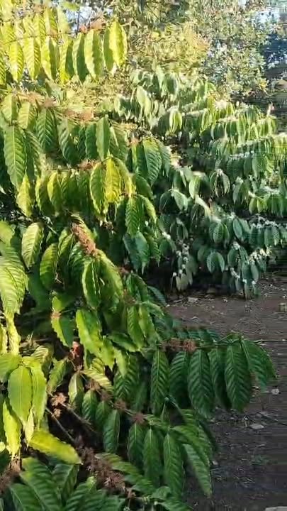 Bán đất vườn Ea Pô Cư Jút 10.000m² giá 1.55 tỷ - Đầu tư dài hạn