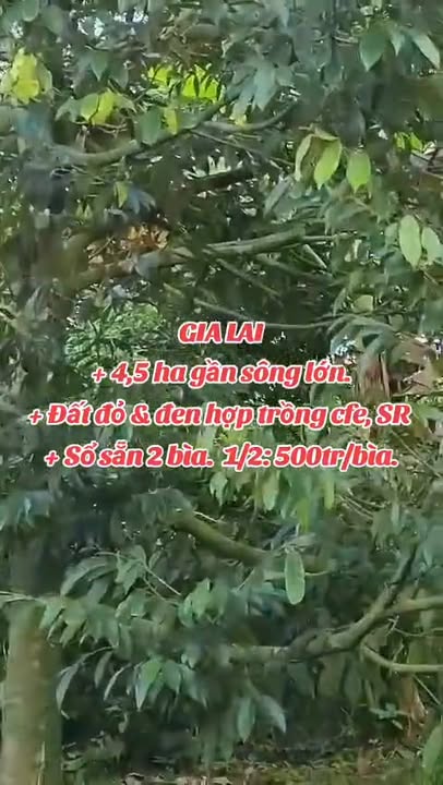 Bán Gấp Đất Vườn 4.5ha Sổ Đỏ Chính Chủ Tại Mang Yang, Gia Lai - Giá Tốt