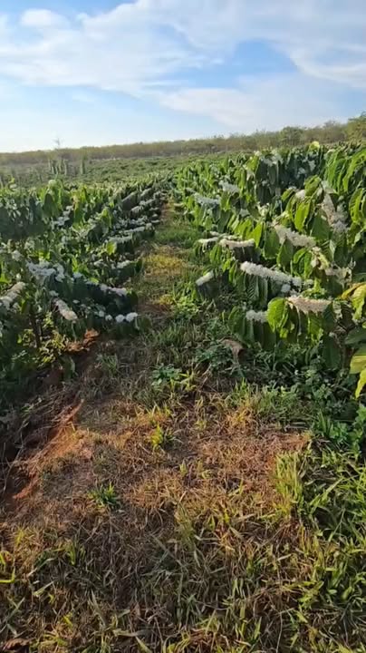 Farm Cà Phê Tơ 2.4ha Đất Đỏ Bazan Gia Lai - Giá 5.9 Tỷ