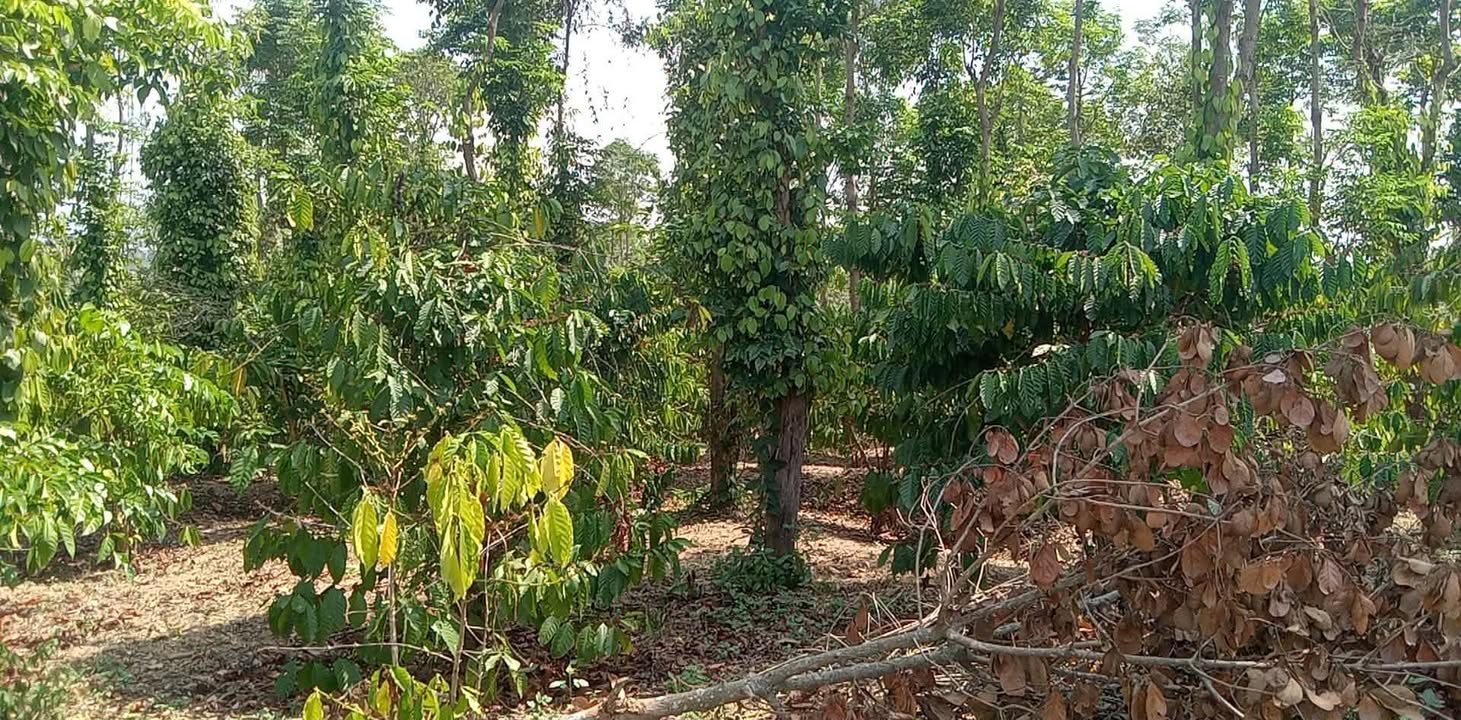 Đất nền Quảng Hiệp, Cư M'gar 3600m² - Đường to ô tô