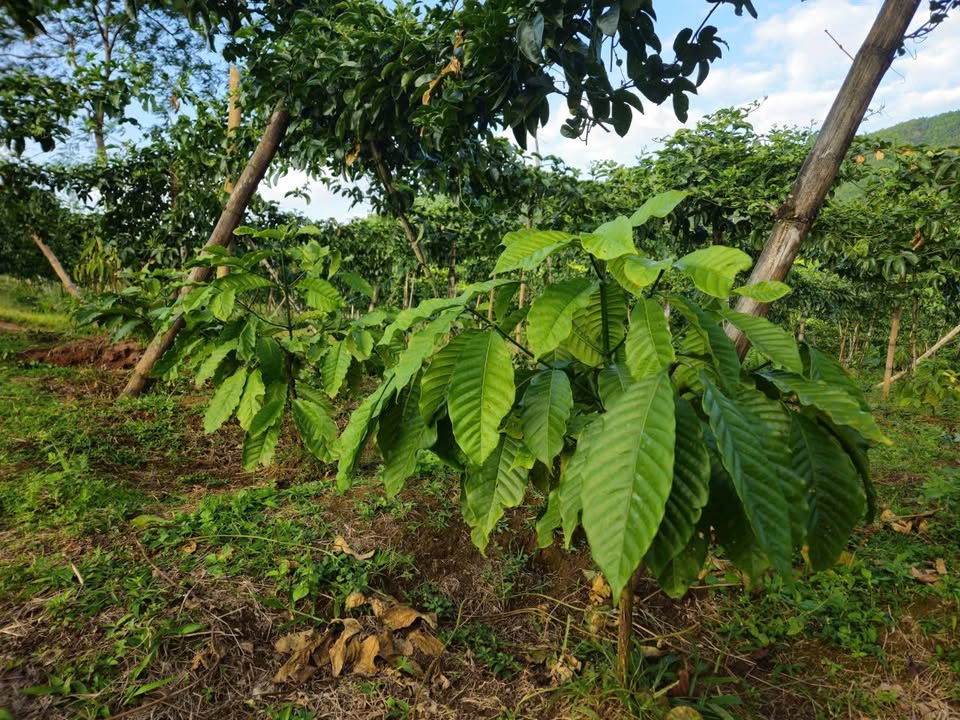 Bán Gấp Đất Vườn 3ha Đắk Lắk - Sầu Riêng, Mắc Ca, Cà Phê Full