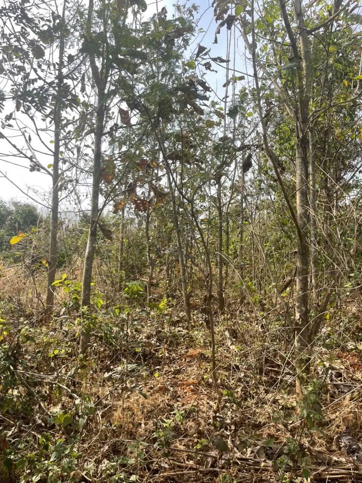 Đất nền Ea H'leo 3 sào - Sổ đỏ sẵn, tiềm năng sinh lời!