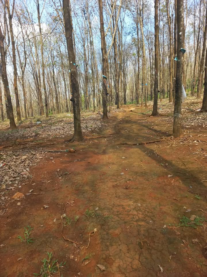 Bán Gấp 2ha Đất Cao Su Vườn Trồng Nghĩa Trung, Bình Phước - Giá Tốt 1.3 Tỷ