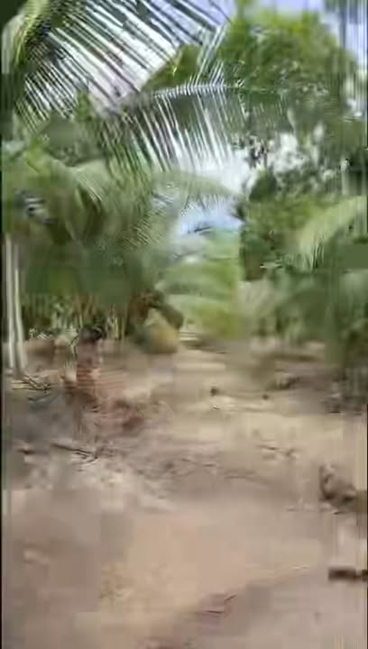 Farm Dừa 20.000m² Mặt Tiền QL60 Trà Vinh - Tặng Nhà Yến & Nhà Cấp 4