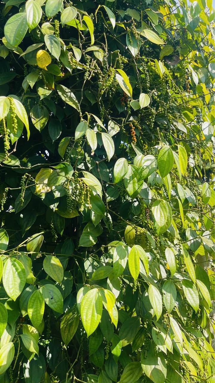 Bán Đất 1500m² Hẻm Nguyễn Kiệm, Pleiku - Giá 2.1 Tỷ, Sổ Hồng Thổ Cư