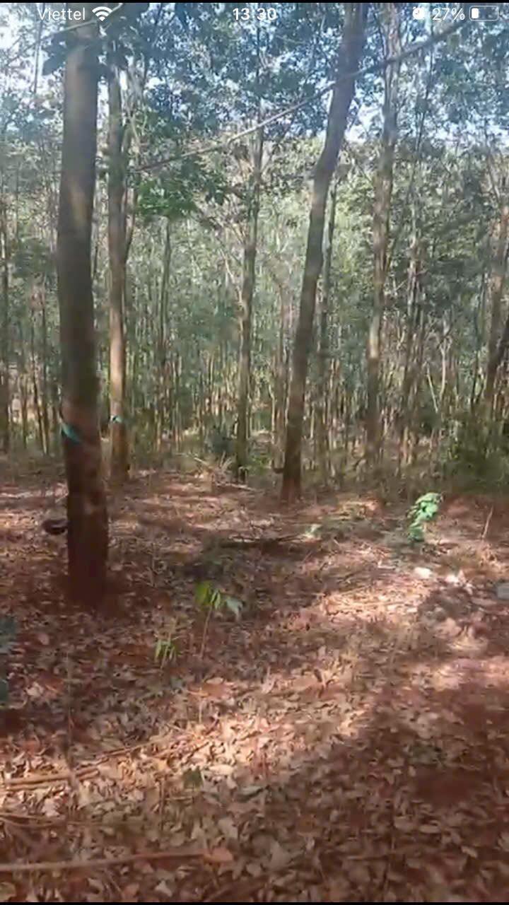 Đất vườn Tân Lợi Đồng Phú 1.8ha - Giá 2 tỷ, Sinh thái xanh!