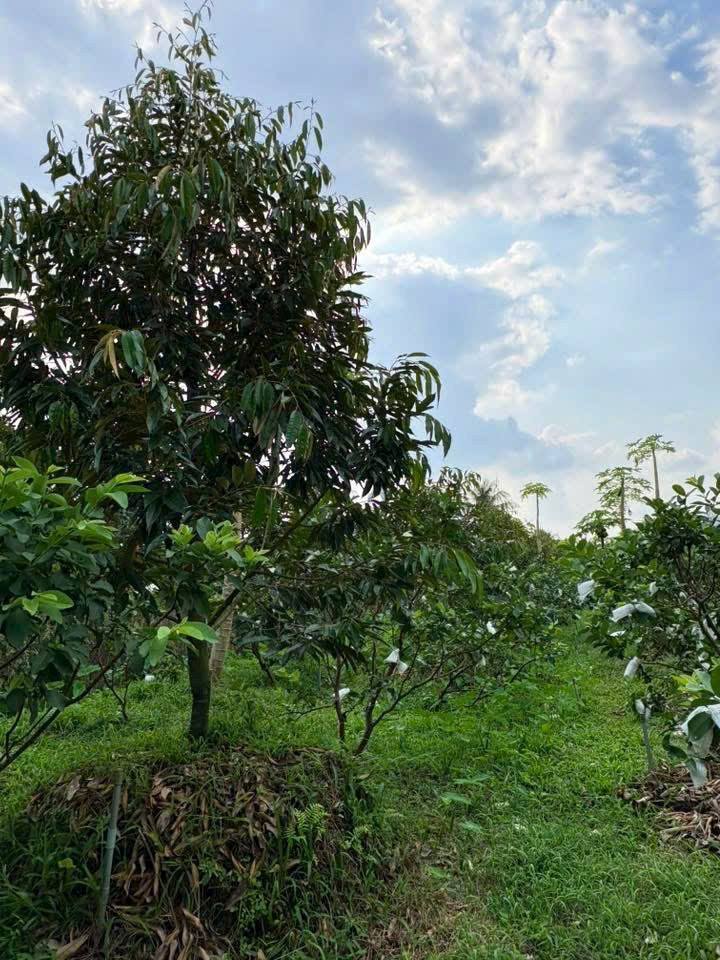 Đất nền kèm nhà Hậu Thành, Cái Bè 1300m² giá 1.5 tỷ - Sổ đỏ chính chủ!