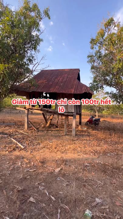 Farm 14.000m² Ia Lâu, Gia Lai - Giá 100 Triệu, Sổ Đỏ Sẵn Sàng