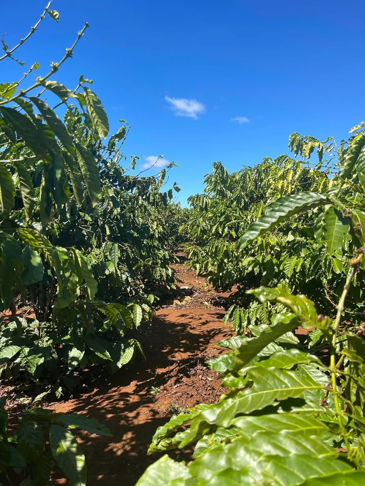 Bán Đất Biển Hồ Pleiku 5400m² - Sổ Đỏ Rõ Ràng, Đường Ô Tô