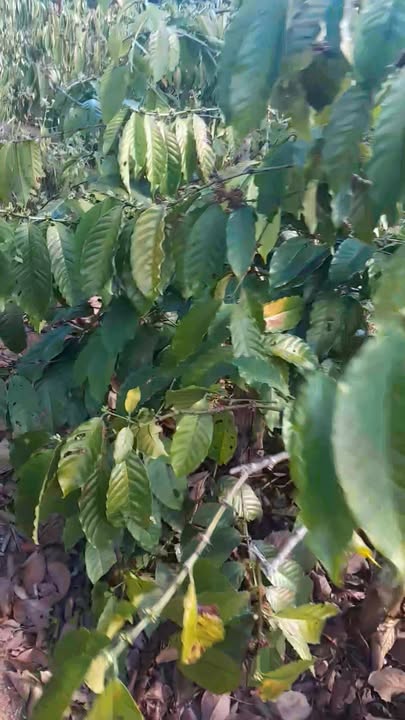 Đất nền Xã Kon Gang Đăk Đoa 7000m² giá 1.1 tỷ - Sổ đỏ chính chủ!