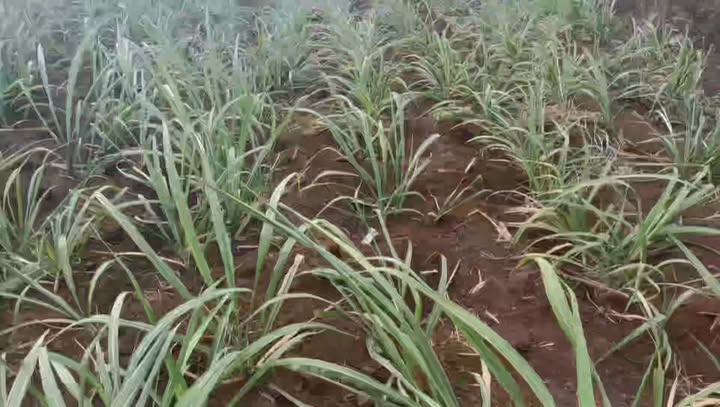 Đất rẫy Xã H Bông Chư Sê 1.9ha giá 1.5 tỷ - Cơ hội đầu tư tốt!