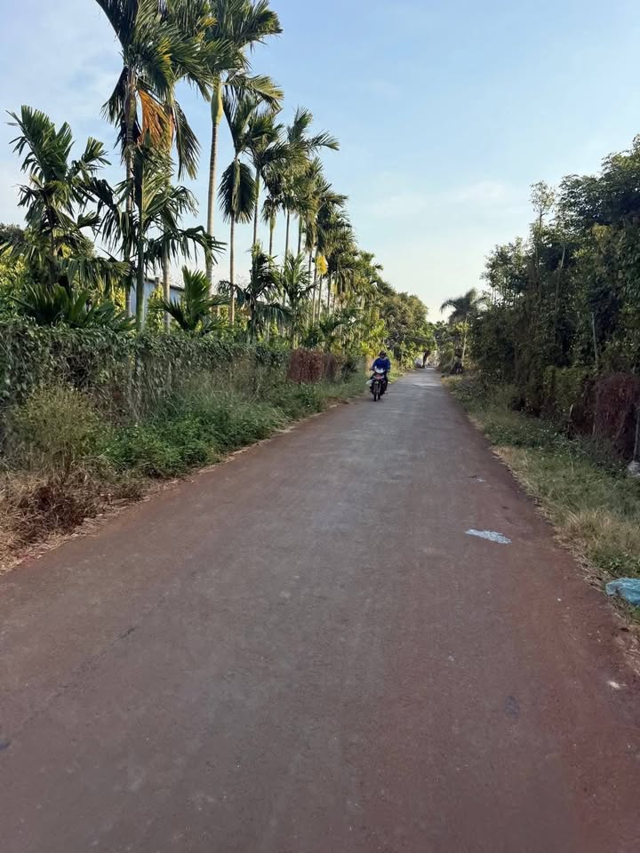 Đất Vàng Thị Trấn Buôn Trấp, Đắk Lắk - 882m² Thổ Cư, Ngay Ngã Ba Cây Hương