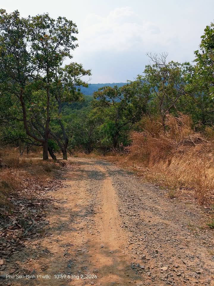 Bán Gấp Đất Vườn 27.000m² Mặt Tiền QL14, Bình Phước - Giá Tốt