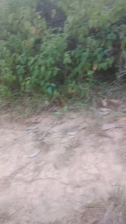 Đất nền Thống Nhất Bù Đăng 36.000m² – Tiềm năng tăng giá vượt trội!