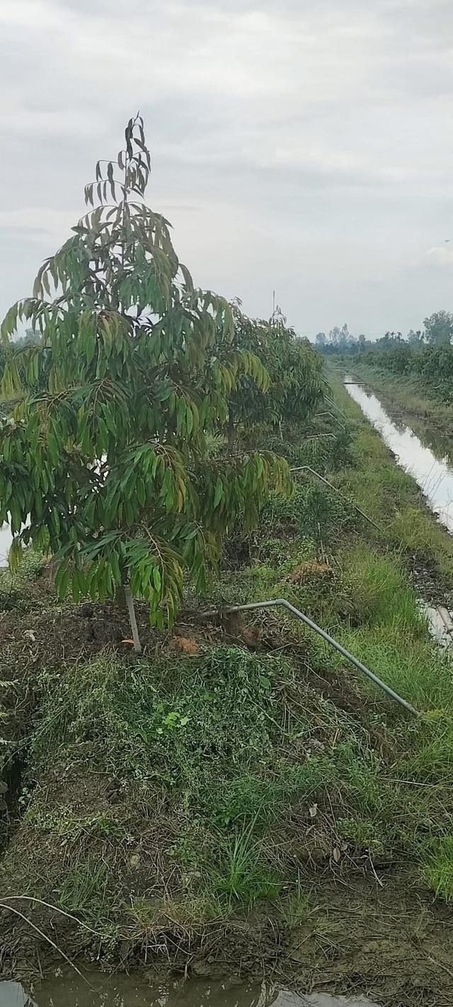 Đất Vườn Sầu Riêng Mỹ Trung, Cái Bè 7300m² - Cơ hội đầu tư dài hạn!