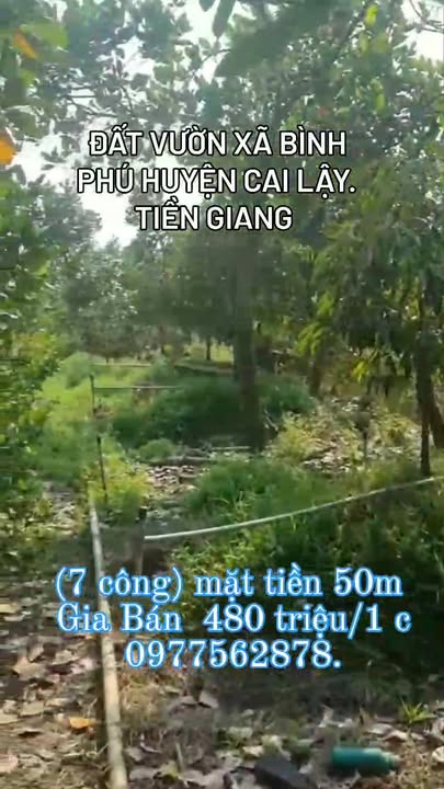 Đất vườn Cai Lậy 7000m² - Sổ hồng sẵn, tiềm năng sinh lời!