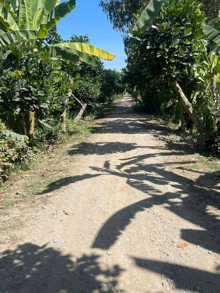 Đất Vườn Tân Thạnh Long An 10.000m² - Nghỉ dưỡng lý tưởng