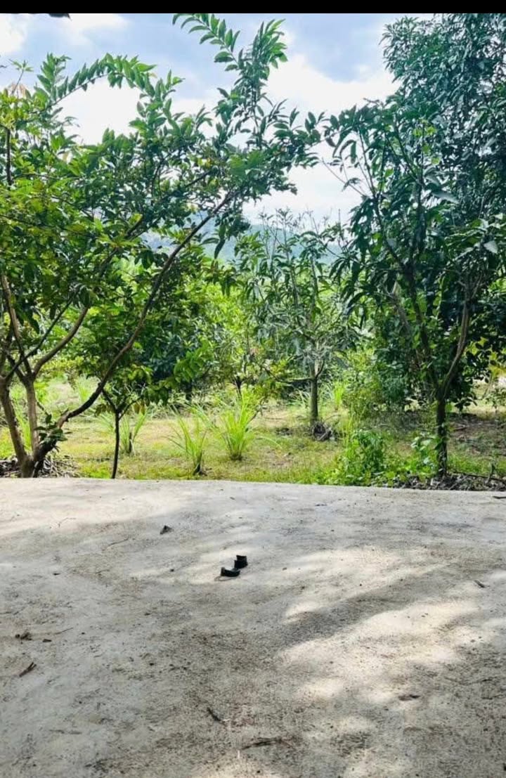 Bán Gấp Vườn Trái Cây Diên Sơn 3.800m² - Sẵn Sàng Làm Farm Gia Đình